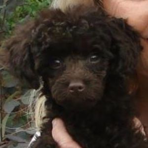 Meet your Posher, Debbie